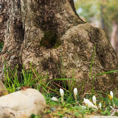 Alba Morus アパート ラ・モッラ