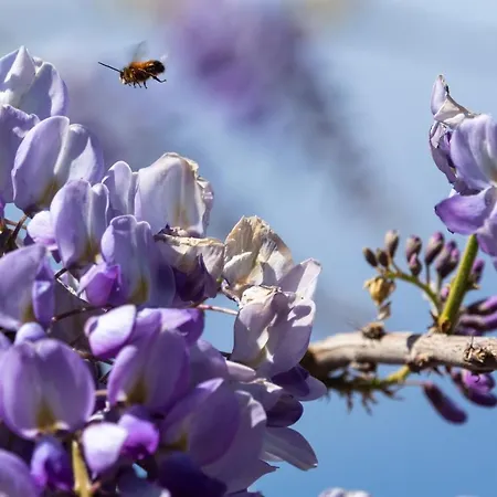 Alba Morus Daire La Morra