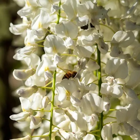 Daire Alba Morus La Morra