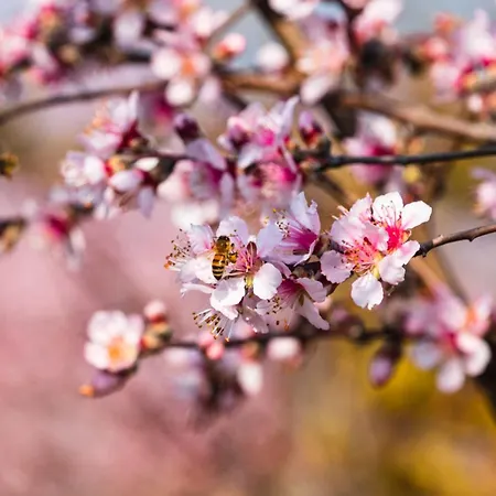 Апартаменты Alba Morus *